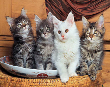 Special Order - 4 Cats in a Basket - Full Drill Diamond Painting- Specially ordered for you. Delivery is approximately 4 - 6 weeks.