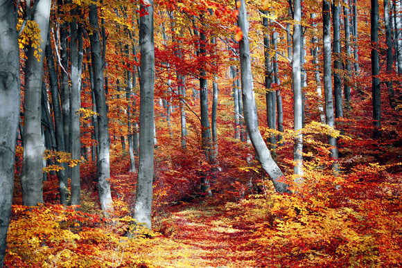 Autumn Forrest   - Full Drill Diamond Painting - Specially ordered for you. Delivery is approximately 4 - 6 weeks.