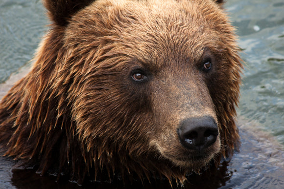 Bear Close Up - Full Drill Diamond Painting - Specially ordered for you. Delivery is approximately 4 - 6 weeks.