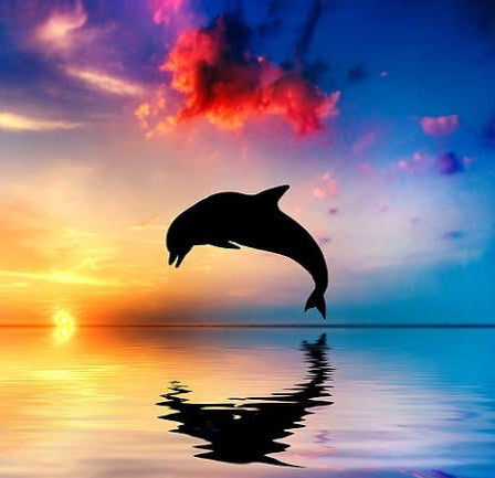 Beautiful Dolphin 2- Full Drill Diamond Painting - Specially ordered for you. Delivery is approximately 4 - 6 weeks.