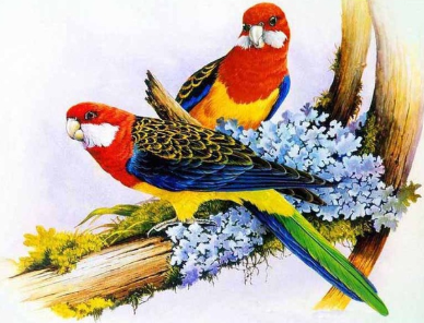 Birds 14- Full Drill Diamond Painting - Specially ordered for you. Delivery is approximately 4 - 6 weeks.