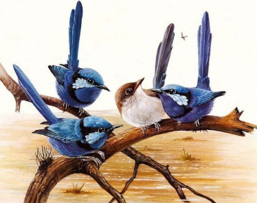 Birds 17- Full Drill Diamond Painting - Specially ordered for you. Delivery is approximately 4 - 6 weeks.