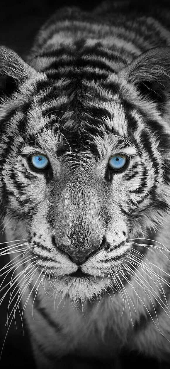 Black And White Tiger Blue Eyes- Full Drill Diamond Painting - Specially ordered for you. Delivery is approximately 4 - 6 weeks.