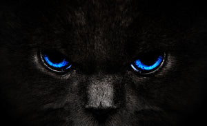 Black Cat Eyes (Blue) - Full Drill Diamond Painting - Specially ordered for you. Delivery is approximately 4 - 6 weeks.