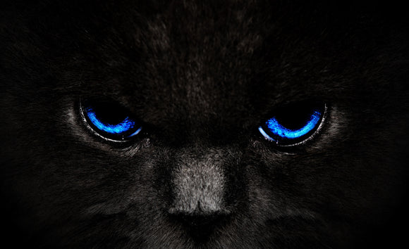 Black Cat Eyes (Blue) - Full Drill Diamond Painting - Specially ordered for you. Delivery is approximately 4 - 6 weeks.