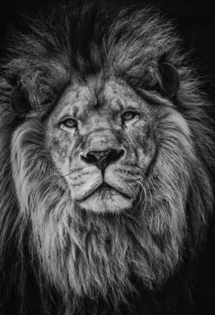 Black and white lion -  Full Drill Diamond Painting - Specially ordered for you. Delivery is approximately 4 - 6 weeks.