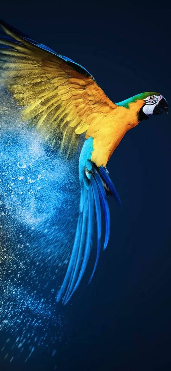 Blue And Yellow Parrot - Full Drill Diamond Painting - Specially ordered for you. Delivery is approximately 4 - 6 weeks.