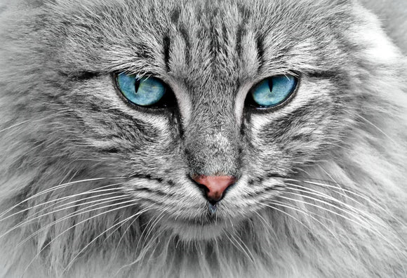 Blue Eyed Cat - Full Drill Diamond Painting - Specially ordered for you. Delivery is approximately 4 - 6 weeks.