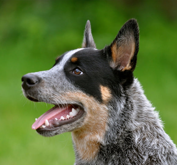 Special Order - Blue Heeler - Full Drill Diamond Painting - Specially ordered for you. Delivery is approximately 4 - 6 weeks.