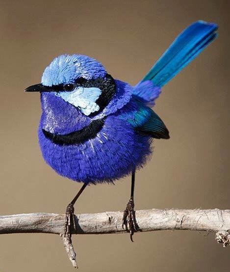 Special Order - Blue Wren - Full Drill Diamond Painting - Specially ordered for you. Delivery is approximately 4 - 6 weeks.