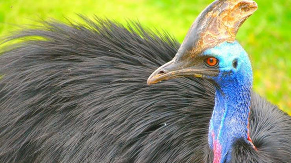 Cassowary 3- Full Drill Diamond Painting - Specially ordered for you. Delivery is approximately 4 - 6 weeks.