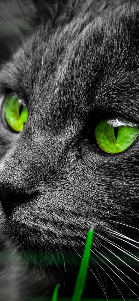 Cat With Green Eyes- Full Drill Diamond Painting - Specially ordered for you. Delivery is approximately 4 - 6 weeks.