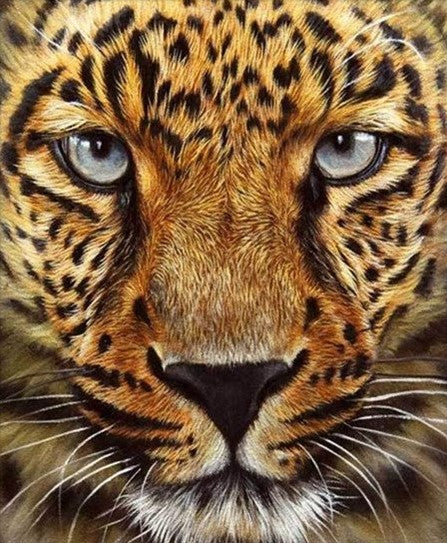 Special Order - Cheetah Face - Full Drill Diamond Painting - Specially ordered for you. Delivery is approximately 4 - 6 weeks.