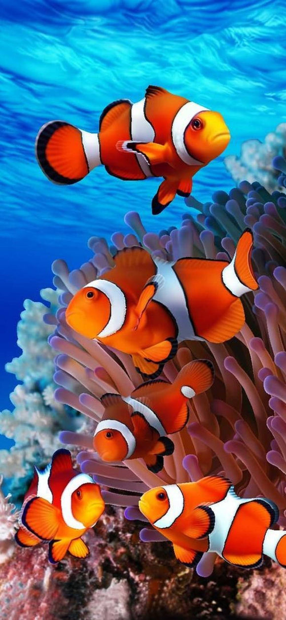 Clown Fish - Full Drill Diamond Painting - Specially ordered for you. Delivery is approximately 4 - 6 weeks.