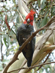 Cockatoo- Full Drill Diamond Painting - Specially ordered for you. Delivery is approximately 4 - 6 weeks.