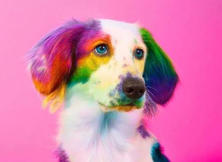 Colourful Dog 03- Full Drill Diamond Painting - Specially ordered for you. Delivery is approximately 4 - 6 weeks.