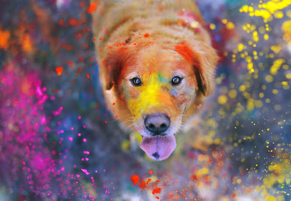 Colourful Paint Dog - Full Drill Diamond Painting - Specially ordered for you. Delivery is approximately 4 - 6 weeks.