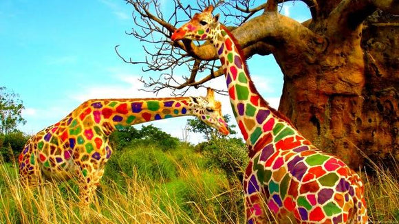 Colourful Giraffes - Full Drill Diamond Painting - Specially ordered for you. Delivery is approximately 4 - 6 weeks.