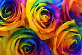 Colourful Roses  - Full Drill Diamond Painting - Specially ordered for you. Delivery is approximately 4 - 6 weeks.