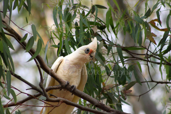 Pzazz Photography - Corella - Full Drill Diamond Painting - Specially ordered for you. Delivery is approximately 4 - 6 weeks.