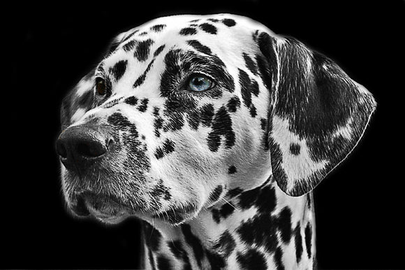 Dalmatian Dog- Full Drill Diamond Painting - Specially ordered for you. Delivery is approximately 4 - 6 weeks.