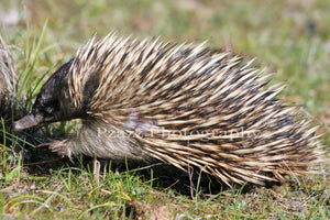 Pzazz Photography - Echidna - Full Drill Diamond Painting - Specially ordered for you. Delivery is approximately 4 - 6 weeks.