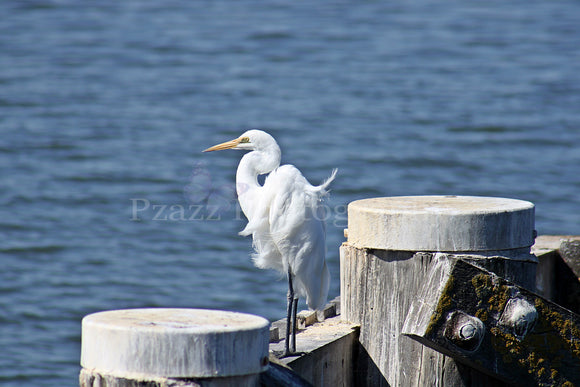 Pzazz Photography - Egret - Full Drill Diamond Painting - Specially ordered for you. Delivery is approximately 4 - 6 weeks.