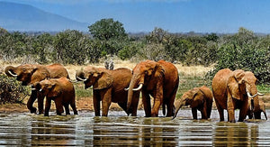 Special Order - Elephant Waterhole - Full Drill Diamond Painting - Specially ordered for you. Delivery is approximately 4 - 6 weeks.