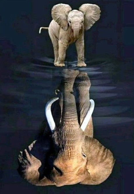 Elephant Reflection- Full Drill Diamond Painting - Specially ordered for you. Delivery is approximately 4 - 6 weeks.