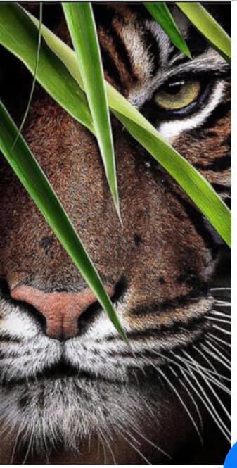 Eye Spy Tiger- Full Drill Diamond Painting - Specially ordered for you. Delivery is approximately 4 - 6 weeks.