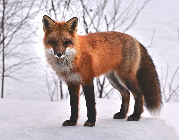 Fox In Snow- Full Drill Diamond Painting - Specially ordered for you. Delivery is approximately 4 - 6 weeks.