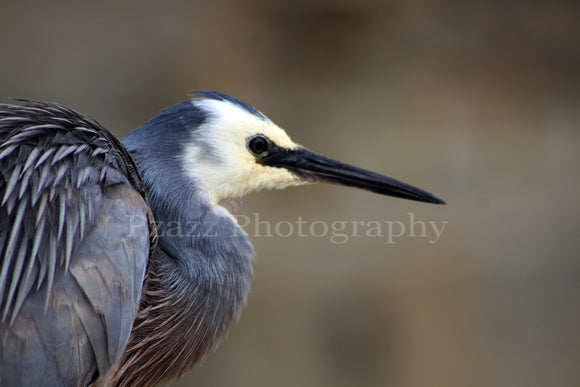 Pzazz Photography - Heron Bird - Full Drill Diamond Painting - Specially ordered for you. Delivery is approximately 4 - 6 weeks.