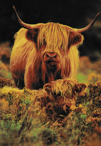 Highland Cow - Full Drill Diamond Painting - Specially ordered for you. Delivery is approximately 4 - 6 weeks.