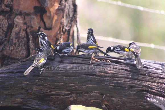 Pzazz Photography - Honey Eaters - Full Drill Diamond Painting - Specially ordered for you. Delivery is approximately 4 - 6 weeks.