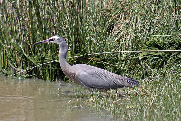 Pzazz Photography - Ibis Bird - Full Drill Diamond Painting - Specially ordered for you. Delivery is approximately 4 - 6 weeks.