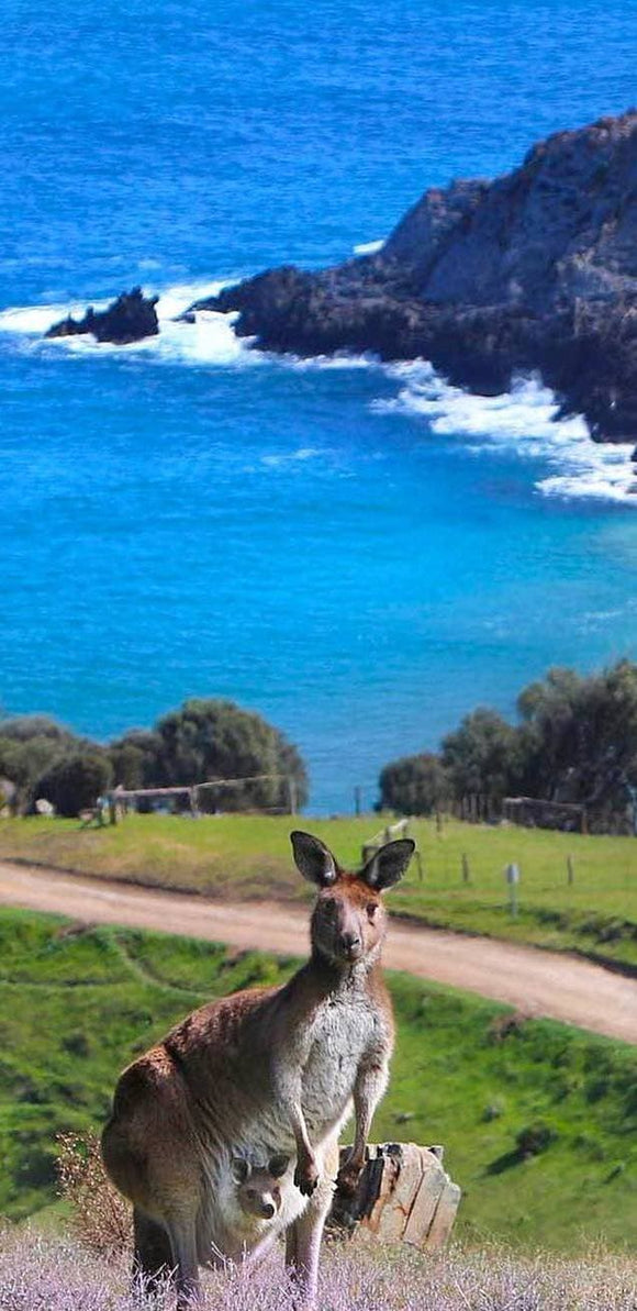 Kangaroo By The Sea Scenery - Full Drill Diamond Painting - Specially ordered for you. Delivery is approximately 4 - 6 weeks.