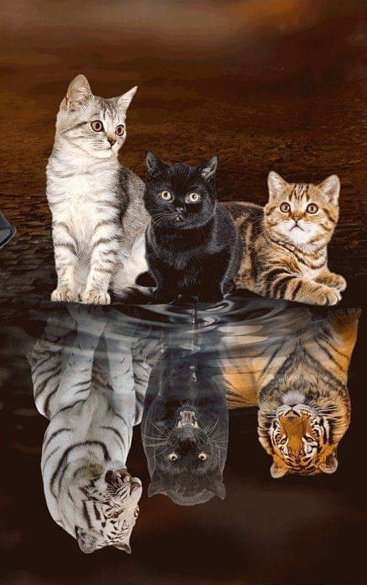 Special Order - Kittens Reflection - Full Drill Diamond Painting - Specially ordered for you. Delivery is approximately 4 - 6 weeks.
