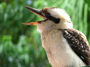 Kookaburra 03 - Full Drill Diamond Painting - Specially ordered for you. Delivery is approximately 4 - 6 weeks.