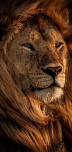 Lion Close up- Full Drill Diamond Painting - Specially ordered for you. Delivery is approximately 4 - 6 weeks.