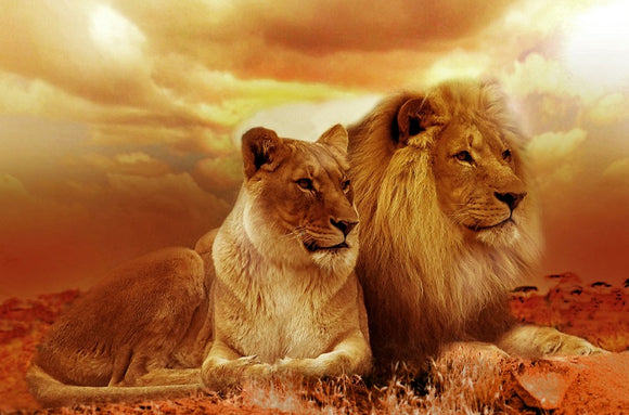 Special Order - Lions- Full Drill diamond painting - Specially ordered for you. Delivery is approximately 4 - 6 weeks.