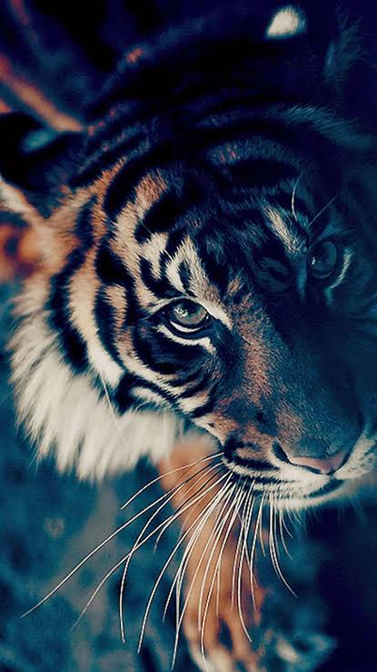 Look At My Eyes Tiger- Full Drill Diamond Painting - Specially ordered for you. Delivery is approximately 4 - 6 weeks.