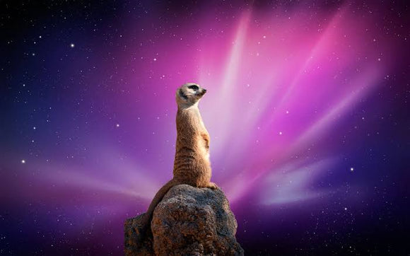 Meerkats 1- Full Drill Diamond Painting - Specially ordered for you. Delivery is approximately 4 - 6 weeks.
