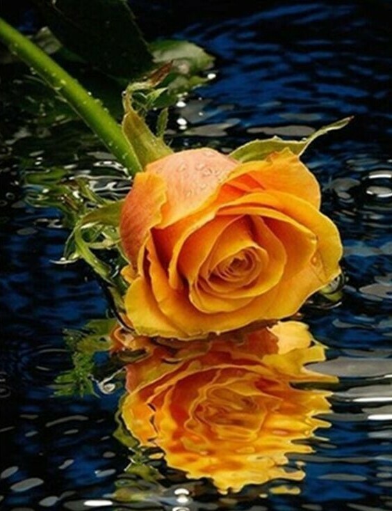 Orange Rose Reflection -  Full Drill Diamond Painting - Specially ordered for you. Delivery is approximately 4 - 6 weeks.