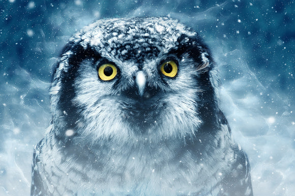 Owl in Snow-  Full Drill Diamond Painting - Specially ordered for you. Delivery is approximately 4 - 6 weeks.