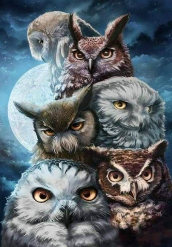 Owls Galore-  Full Drill Diamond Painting - Specially ordered for you. Delivery is approximately 4 - 6 weeks.