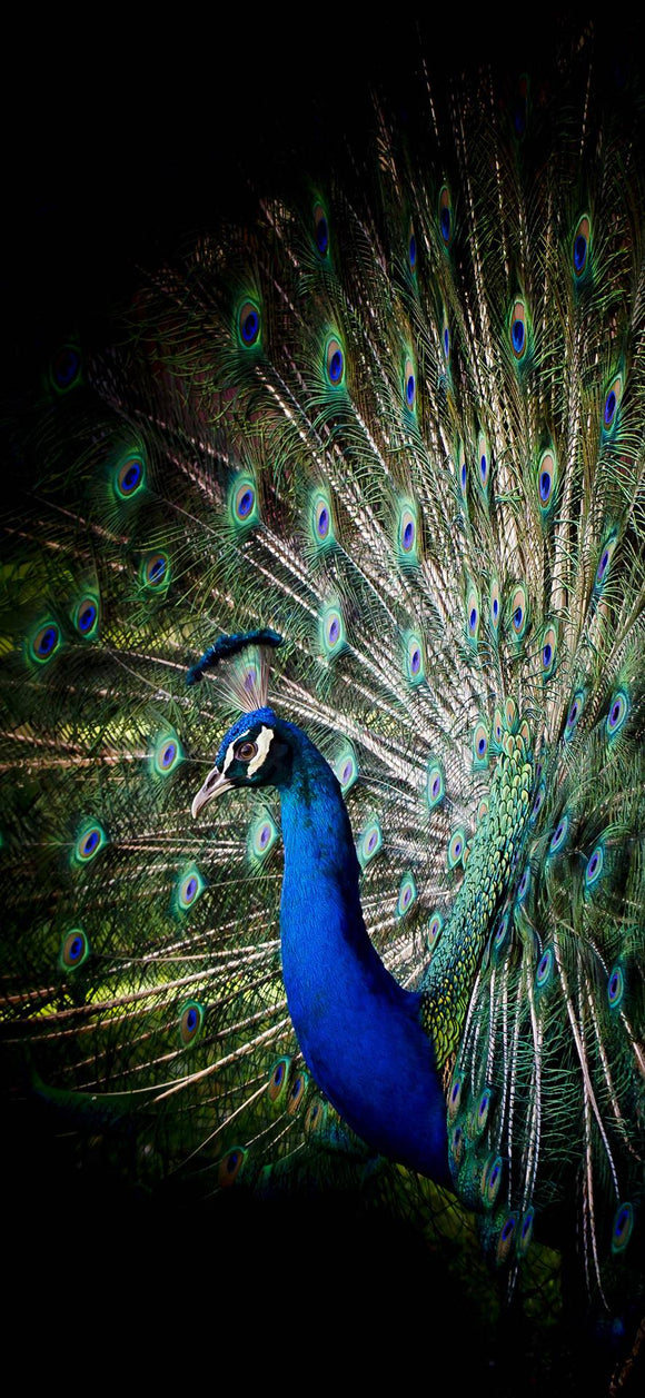 Peacock01- Full Drill Diamond Painting - Specially ordered for you. Delivery is approximately 4 - 6 weeks.