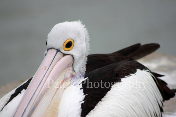 Pzazz Photography - Pelican - Full Drill Diamond Painting - Specially ordered for you. Delivery is approximately 4 - 6 weeks.