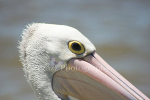 Pzazz Photography - Pelican Closeup - Full Drill Diamond Painting - Specially ordered for you. Delivery is approximately 4 - 6 weeks.