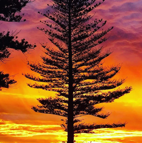 Pine Tree Sunset-   Full Drill Diamond Painting - Specially ordered for you. Delivery is approximately 4 - 6 weeks.