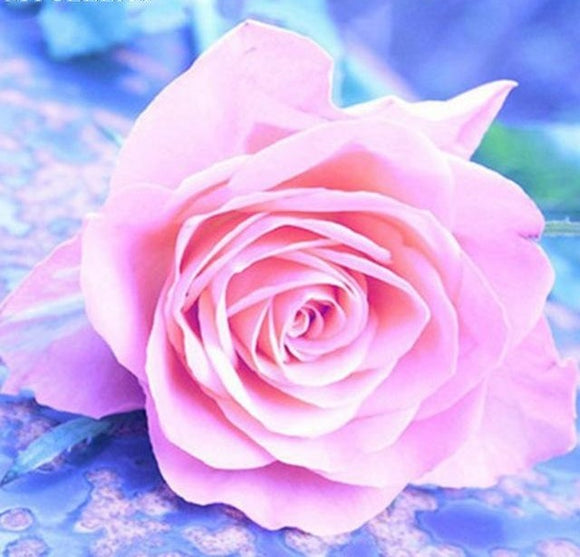 Special Order - Pink Rose - Full Drill Diamond Painting - Specially ordered for you. Delivery is approximately 4 - 6 weeks.
